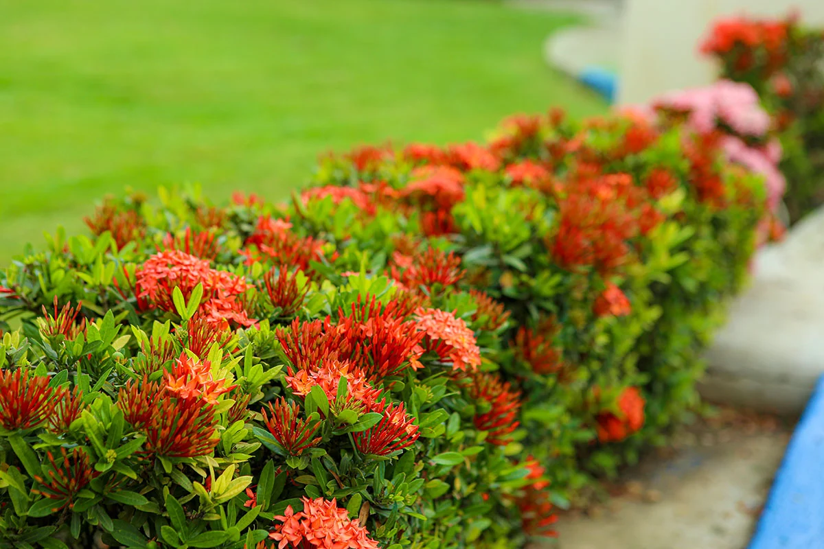 Jardines